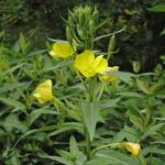 Oenothera biennis - Oenothera biennis