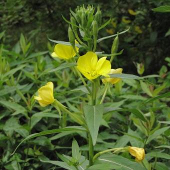 Oenothera biennis