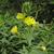 Oenothera biennis