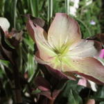 Helleborus x ballardiae HGC 'Camelot' - 