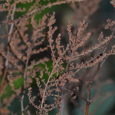 Astilbe simplicifolia 'Hennie graafland'