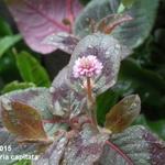 Persicaria capitata - Knöpfchen-Knöterich