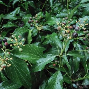 Hedera helix 'Zorgvlied'