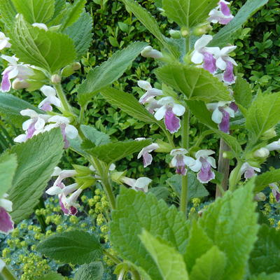 Mélitte à feuilles de mélisse - Melittis melissophyllum