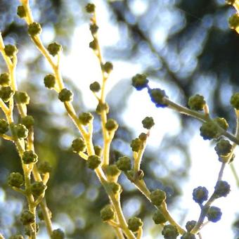 Acacia dealbata