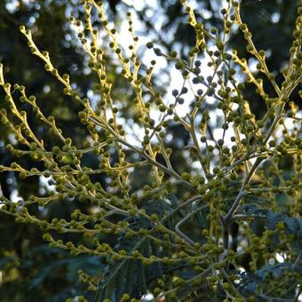 Acacia dealbata