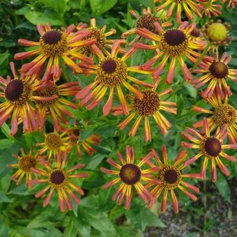 Helenium 'Loysder Wieck'