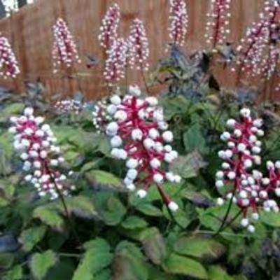 Actaea pachypoda 'Misty Blue' - Actaea pachypoda 'Misty Blue'