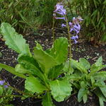 Wulfenia x schwarzii - 