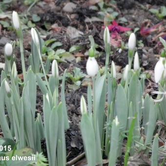 Galanthus elwesii