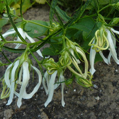 Campanula punctata 'White Octopus' - 