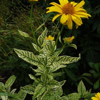 Heliopsis helianthoides var. scabra 'Loraine Sunshine'