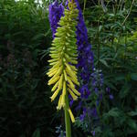 Kniphofia 'Vanilla' - 