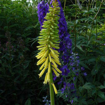 Kniphofia 'Vanilla'