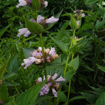 Nepeta subsessilis 'Candy Cat'