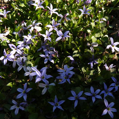 Pratia pedunculata 'County Park' - 