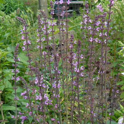 Salvia sylvestris 'Serenade' - Salvia sylvestris (x) 'Serenade'