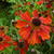 Helenium 'Red Jewel'