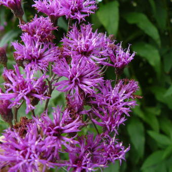 Liatris pycnostachya