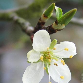 Prunus domestica