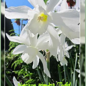 Narcissus triandrus 'Thalia'