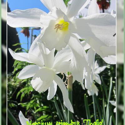 NARCISSE 'THALIA' , JONQUILLE 'THALIA' - Narcissus triandrus 'Thalia'