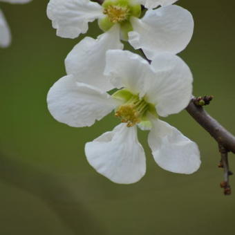 Chaenomeles x superba 'Jet Trail'