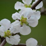 Chaenomeles x superba 'Jet Trail' - 