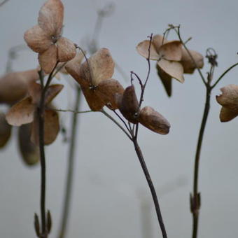 Hydrangea serrata 'Kurenai'