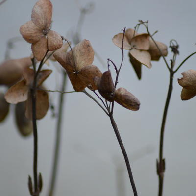 Hydrangea serrata 'Kurenai' - 