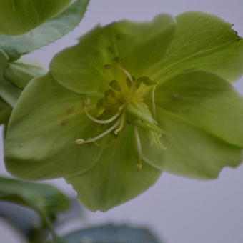 Helleborus argutifolius