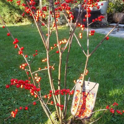 Ilex verticillata - 