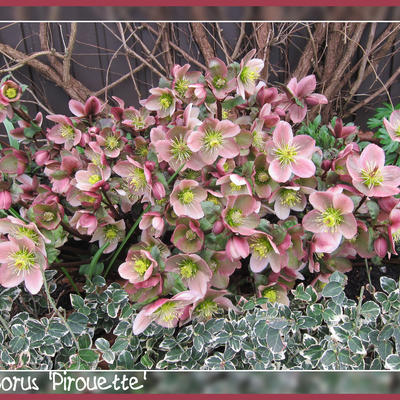 Helleborus x ericsmithii 'Pirouette' - Helleborus x ericsmithii 'Pirouette'