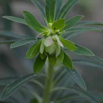 Euphorbia x martinii