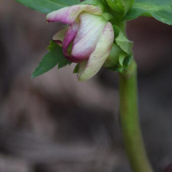 Helleborus orientalis