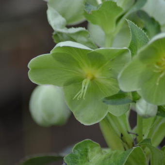 Helleborus argutifolius