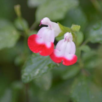 Salvia x jamensis 'Hot Lips'