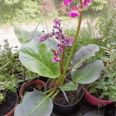 Bergenia cordifolia 'Eroica' - Bergenia cordifolia 'Eroica'