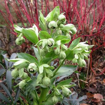 Helleborus foetidus