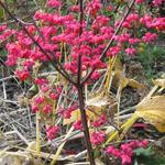 Euonymus europaeus 'Red Cascade'