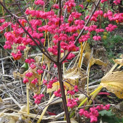 Euonymus europaeus 'Red Cascade' - Euonymus europaeus 'Red Cascade'