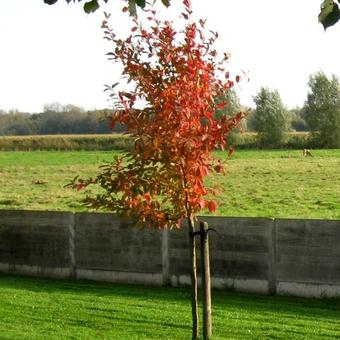 Nyssa sylvatica 'Sheffield Park'