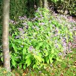 Strobilanthes rankanensis - 