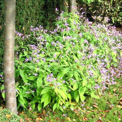 Strobilanthes rankanensis