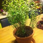 Tagetes Lucida - 