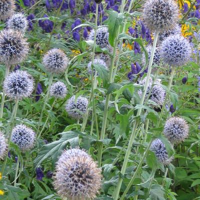 Echinops bannaticus 'Taplow Blue' - Echinops bannaticus 'Taplow Blue'