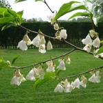 Halesia diptera 'Grandiflora' - 