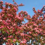 Malus 'Hopa' - 