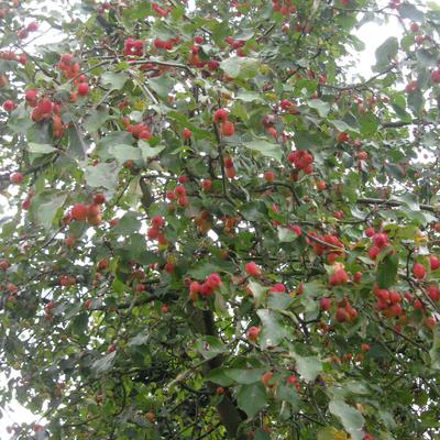 Malus 'Hopa' - 