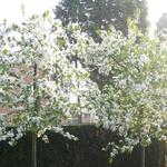 Malus baccata 'Professor Sprenger' - 